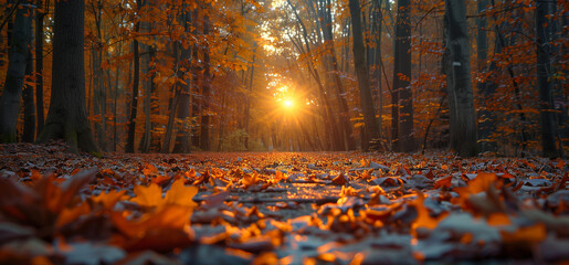 Golden autumn leaves carpet the ground in a forest bathed by warm sunlight.