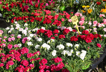flower market with pots of flowers of many varieties blooming in spring