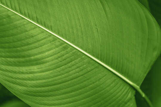 Calathea lutea leaf macro shot background