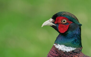 pheasant male in the zoo