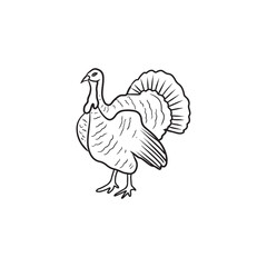 Realistic beautiful turkey cock, gobbler standing in black isolated on white background. Hand drawn vector sketch illustration in doodle engraved line art vintage style. Domestic farm poultry.