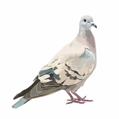 Collared Dove Clipart isolated on white background