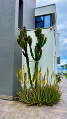 Grosser Kaktus vor einer Fassade