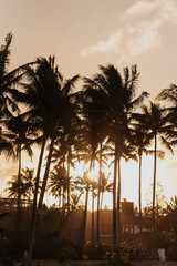 sunsetting behind a cluster of coconut trees at the beach in the Philippines 