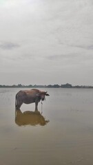 A buffalo on the flooded field to drink, bath and looking for a meal