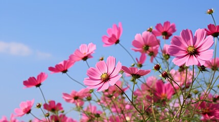 Fototapeta na wymiar flowers bright sky background,