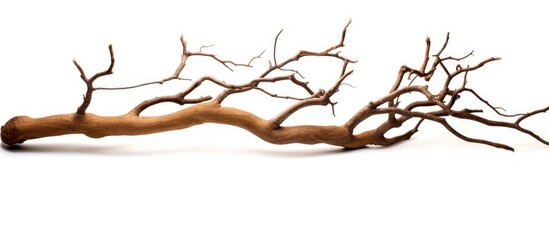 Obraz premium A tree branch filled with numerous twigs and leaves, set against a clean white background. This natural landscape art piece captures the beauty and complexity of plant life