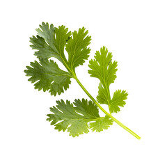 Coriander leaf isolated on a transparent background.