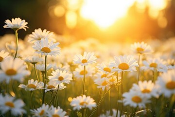 Field of white daisies with sun shining on them