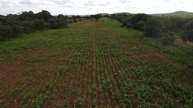 Drone footage showcases lush millet fields in rural Africa, portraying agricultural tradition and community livelihoods. Perfect for documentaries!