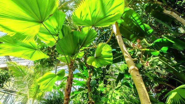 Fan palm leaves exhibits lush foliage and a graceful trunk in outdoor settings