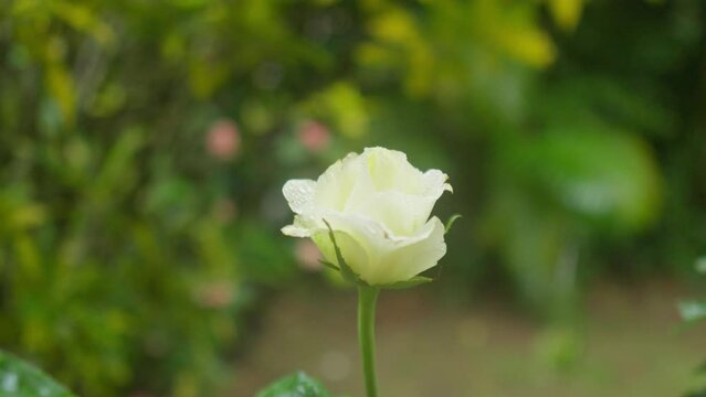 Orbit of White Rose Flower in Ranny Day, Slowmotion