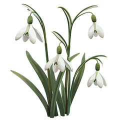Snowdrops Clipart Clipart isolated on white backgroud
