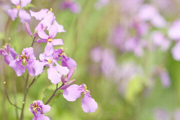 purple flowers on a green background