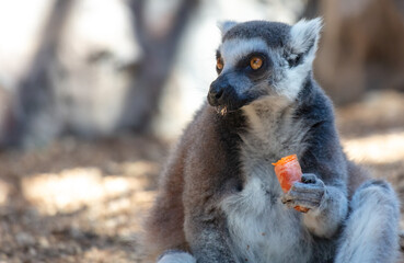 Fototapeta premium Lemur eats vegetables at the zoo