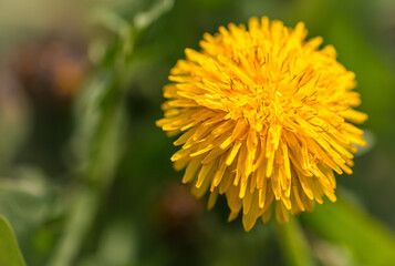 Yellow dandelion flowers in nature in spring