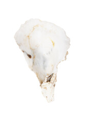 Oyster shell isolated on white background. Close-up