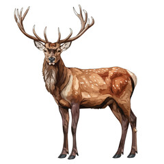 Stag or Reindeer Clipart isolated on white