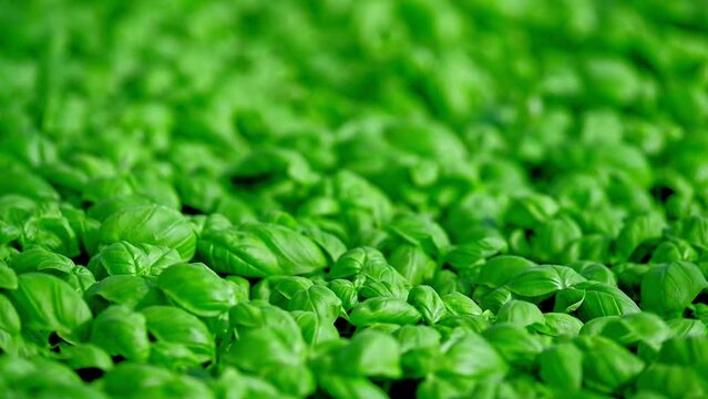 Basil plants with healthy fresh leaves. Closeup shallow depth