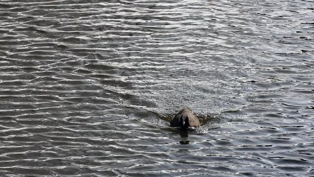 coot is swimming at water