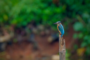 Common kingfisher perching on branch