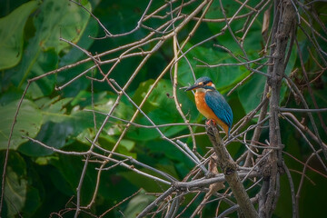 Common kingfisher perching on branch