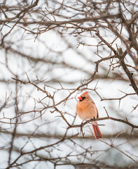 Female cardinal bird sitting on tree branch on cloudy winter day.