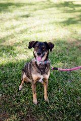 Happy Dog Smiling for Camera in San Diego