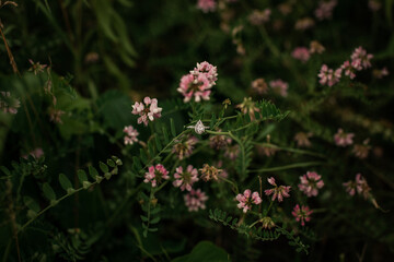 Engagement ring on a green plant surrounded by pink wildflowers