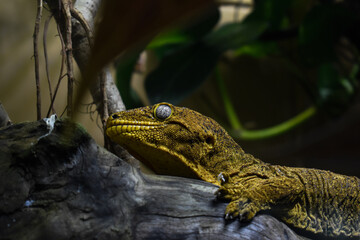 Giant New Caledonian Gecko Verson 2