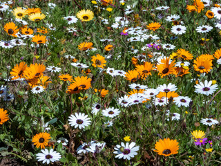 Scenic view of a field of orange, purple, and white flowers