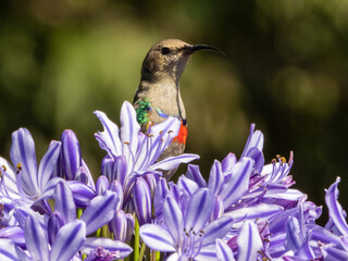 Closeup of a vibrant sugarbird perched on purple flowers