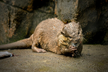 Naklejka na ściany i meble a giant river otter family in the zoo