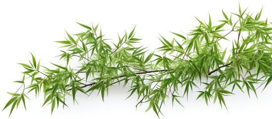 Lush bamboo plants isolated on a white backdrop.