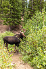 Naklejka na ściany i meble Moose Giving Sideye on a Hiking Path in Lush Utah Forest