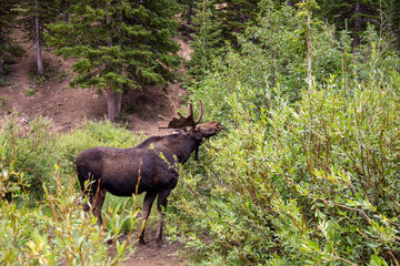 Moose Grazing Amongst Greenery with Focus