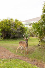 eer with antlers in front of a house on Fripp Island
