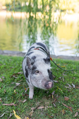 Leashed pig by the lakeside on a sunny day