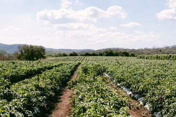 Jalapeño chilis farm in Sinaloa Mexico