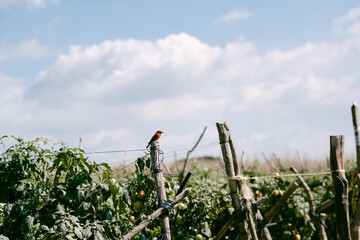 red bird in tomato field in Mexico