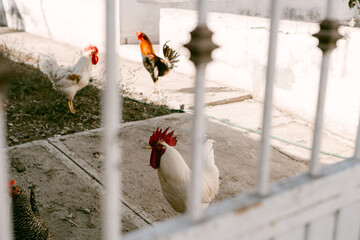 White and red roosters in Mexico