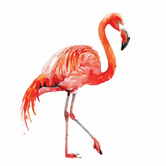 Tropical Flamingo isolated on white background