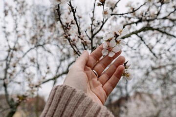Older woman's hand touching white blossoms of fruit trees in spring