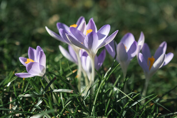 Fototapeta premium Purple crocus blooms in early spring garden.