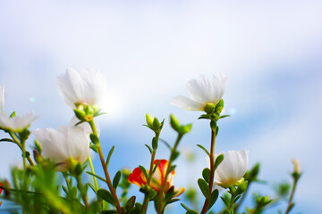 Soft focus of Common Purslane, Verdolaga, Pigweed, Little Hogweed, Pusley blooming garden with blue sky background