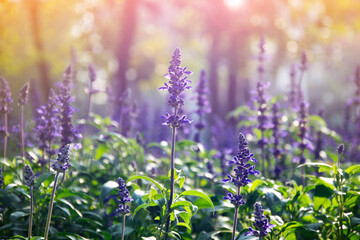 Field of beautiful blooming lavenders, Lavenders garden.