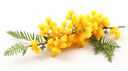 Flowering mimosa isolated on white background