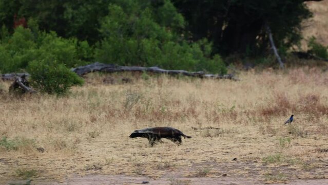 Honey badger on a mission