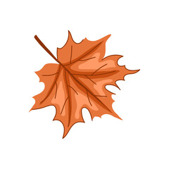 autumn maple leaf cartoon vector illustration