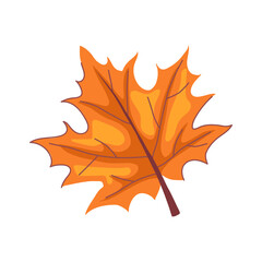 ground maple leaf cartoon vector illustration